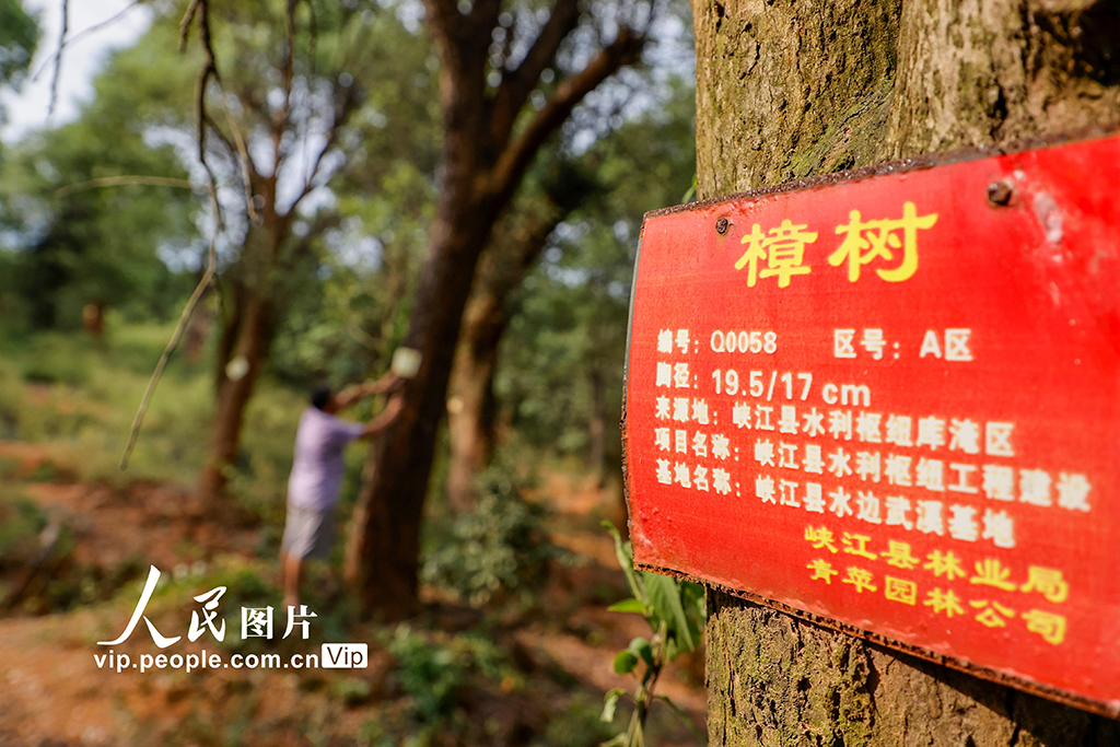 江西峽江：為古樹名木辦理“身份証”
