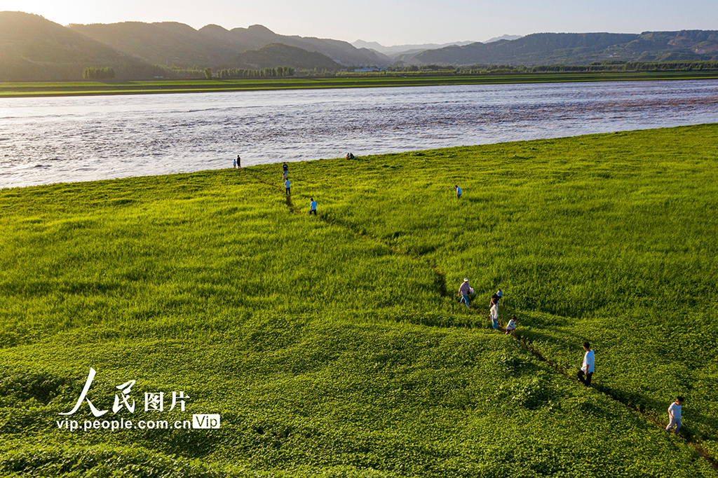 河南三門峽：黃河灘涂地變綠色草原【5】