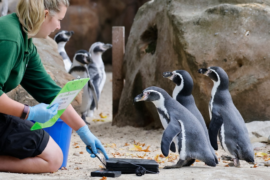 8月26日，工作人員在英國倫敦動物園給企鵝稱重。