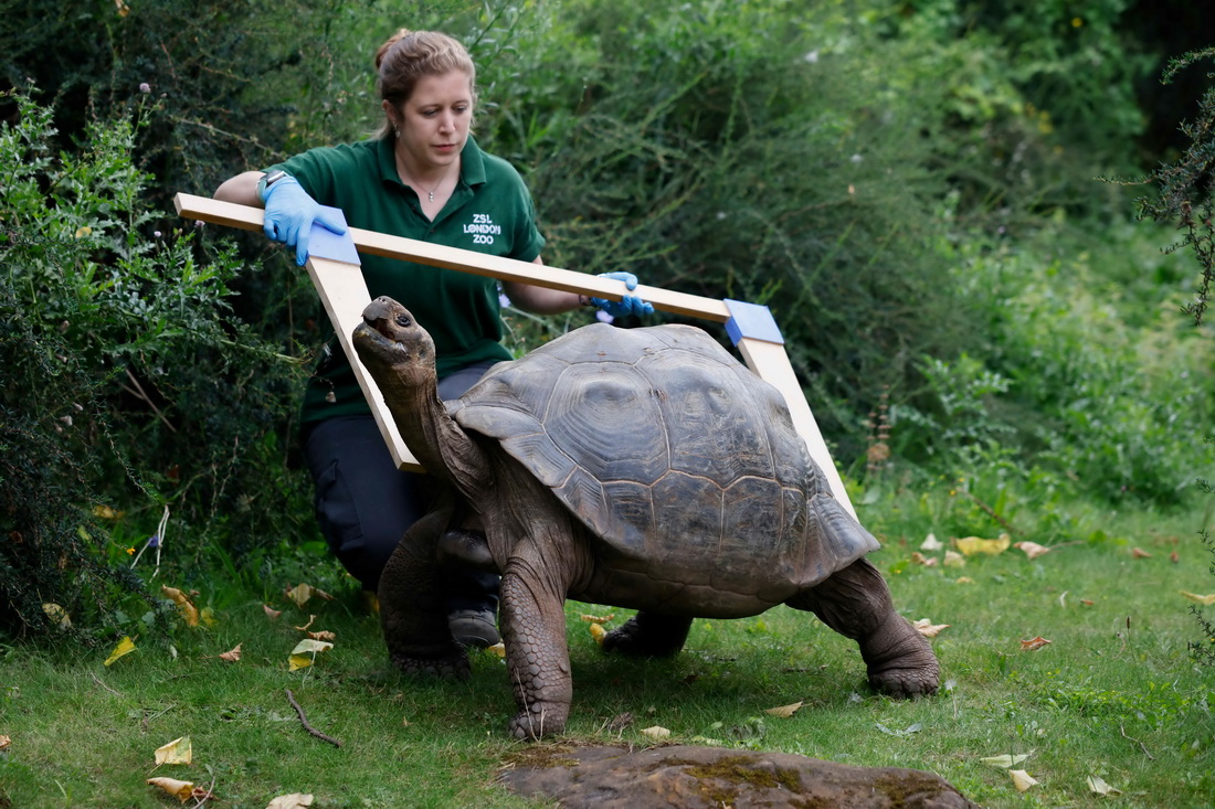 8月26日，工作人員在英國倫敦動物園測量加拉帕戈斯象龜的身長。