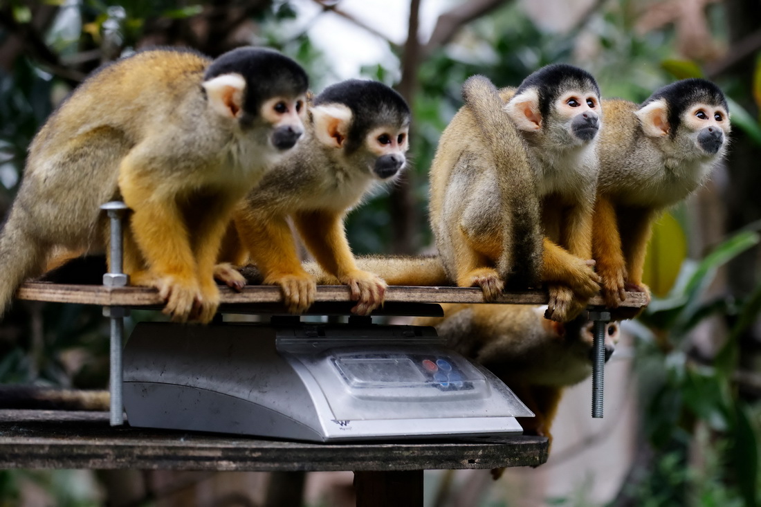 8月26日，鬆鼠猴在英國倫敦動物園接受稱重。