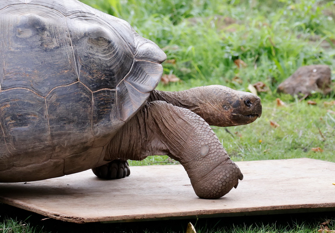 8月26日，一隻加拉帕戈斯象龜在英國倫敦動物園接受稱重。