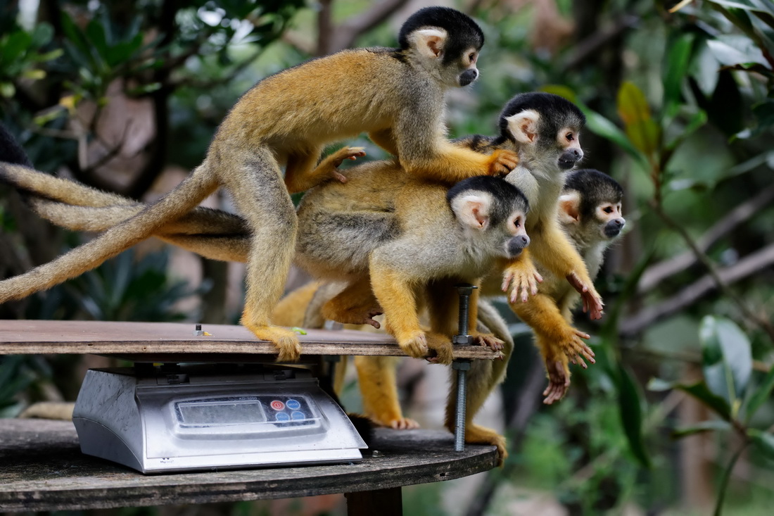 8月26日，鬆鼠猴在英國倫敦動物園接受稱重。