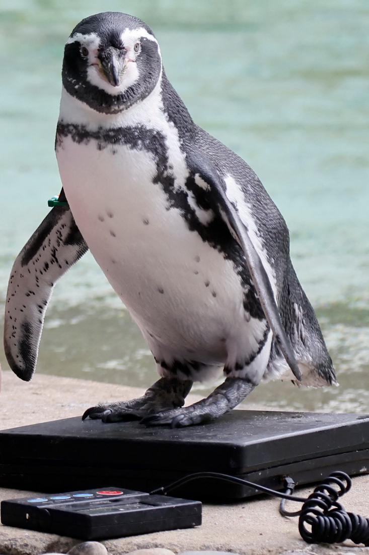 8月26日，一隻企鵝在英國倫敦動物園接受稱重。