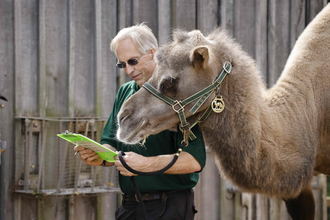 8月26日,工作人员在英国伦敦动物园给骆驼称重.