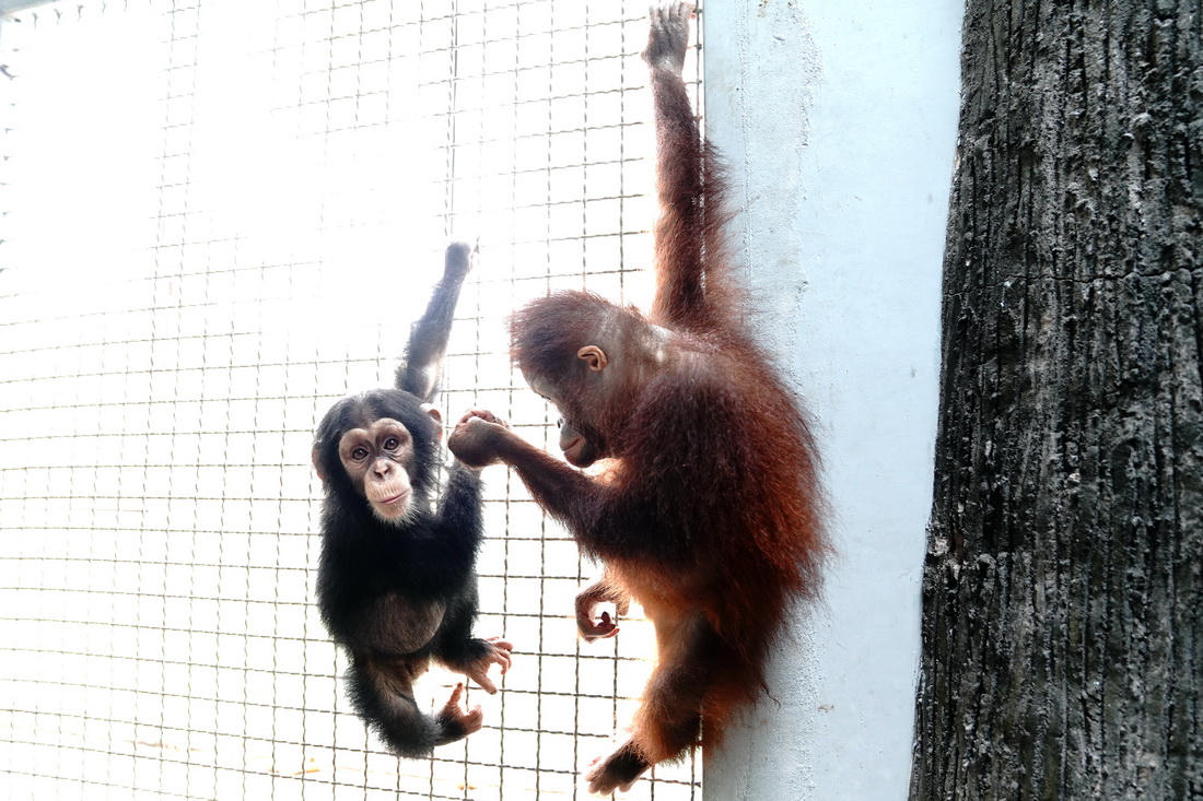8月28日，“黑妞”和黑猩猩小伙伴交上了朋友。