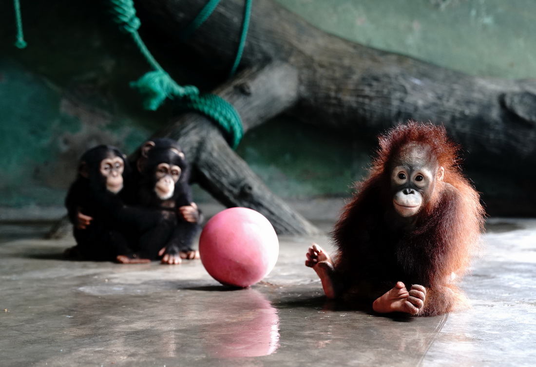 8月28日，“黑妞”和黑猩猩小伙伴一起玩球。