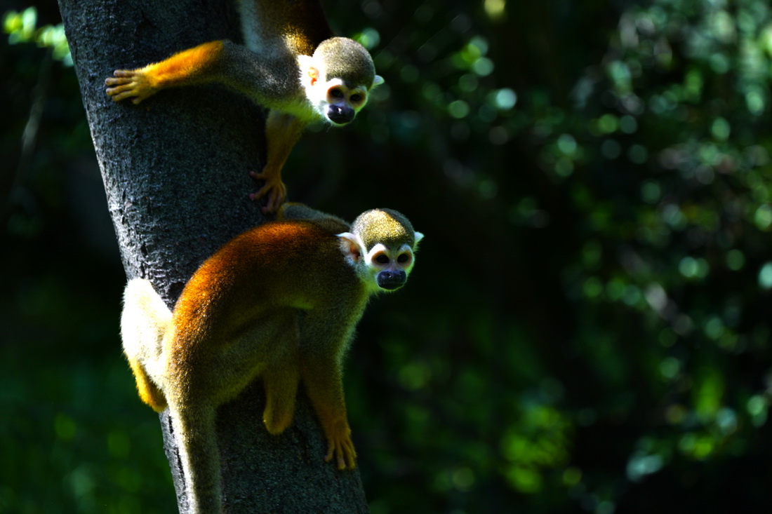 8月31日，上海動物園的鬆鼠猴在樹蔭下“納涼”。