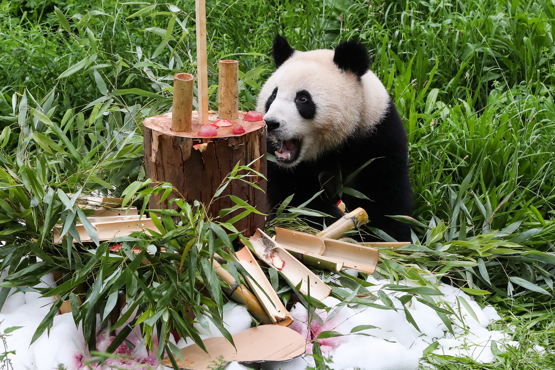 柏林動物園為德國出生大熊貓雙胞胎慶祝生日