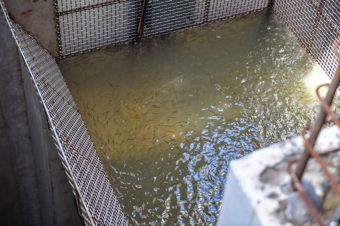 8月31日，集魚斗將魚類從豐滿水電站大壩魚道內提升起來。新華社記者 張楠 攝
