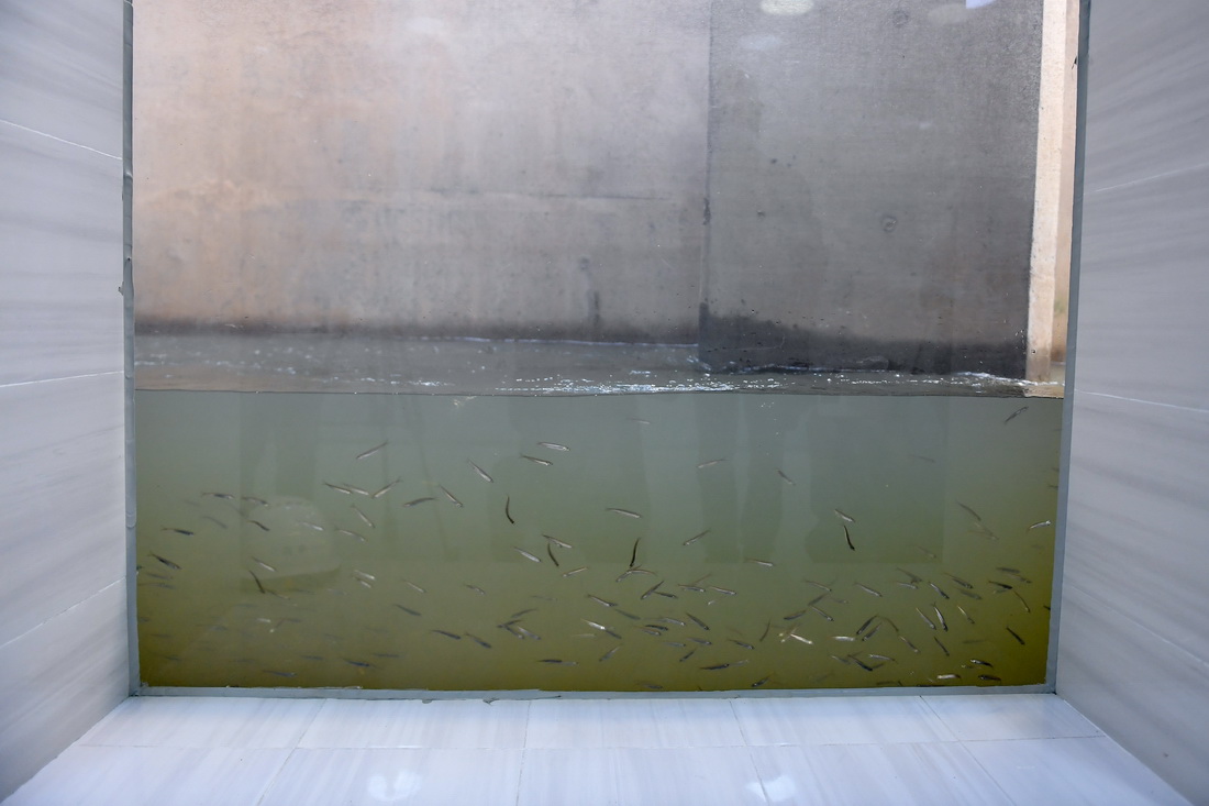 8月31日，鱼类从丰满水电站大坝鱼道游过。新华社记者 张楠 摄