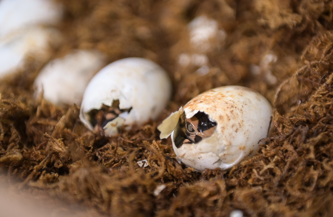 8月31日拍攝的孵化中的揚子鱷鱷卵。新華社記者 韓旭 攝