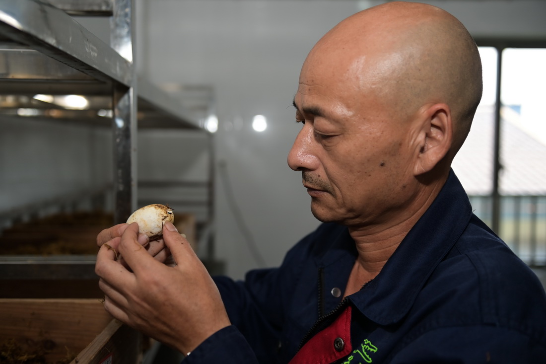 8月31日，工作人員檢查已破些許外殼的揚子鱷鱷卵。新華社記者 韓旭 攝