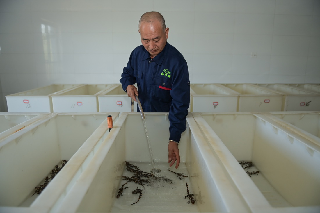 8月31日，工作人员为装有未满月扬子鳄幼鳄的饲养箱换水。新华社记者 韩旭 摄