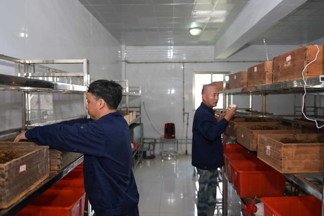8月31日，工作人員檢查孵化中的揚子鱷鱷卵。新華社記者 韓旭 攝