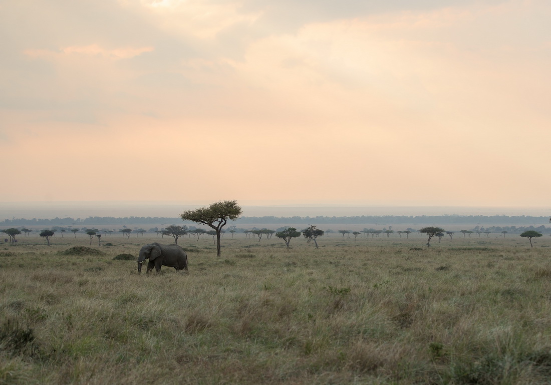 这是8月30日在肯尼亚马赛马拉国家保护区拍摄的大象。