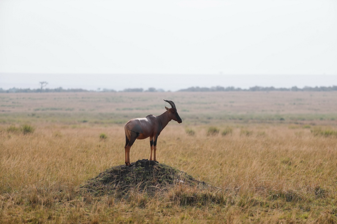这是8月30日在肯尼亚马赛马拉国家保护区拍摄的转角牛羚。