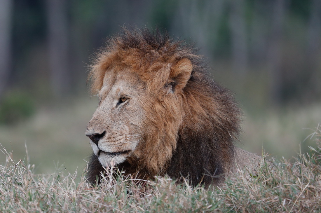 这是8月30日在肯尼亚马赛马拉国家保护区拍摄的狮子。