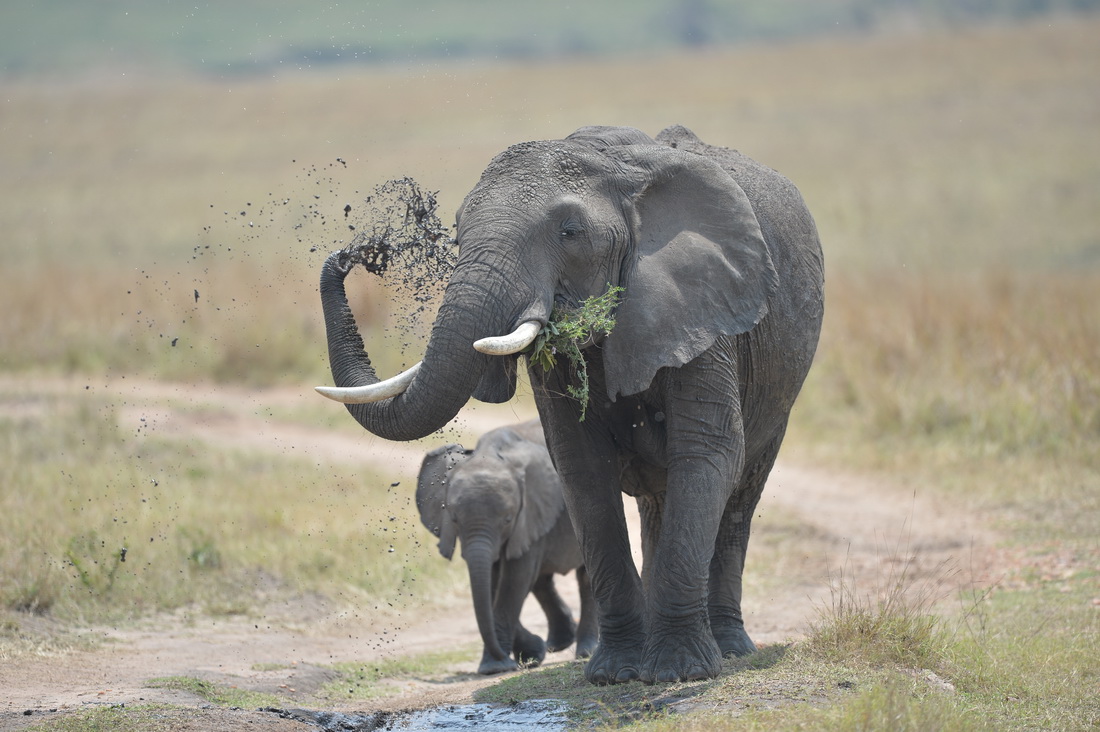 这是8月31日在肯尼亚马赛马拉国家保护区拍摄的大象。