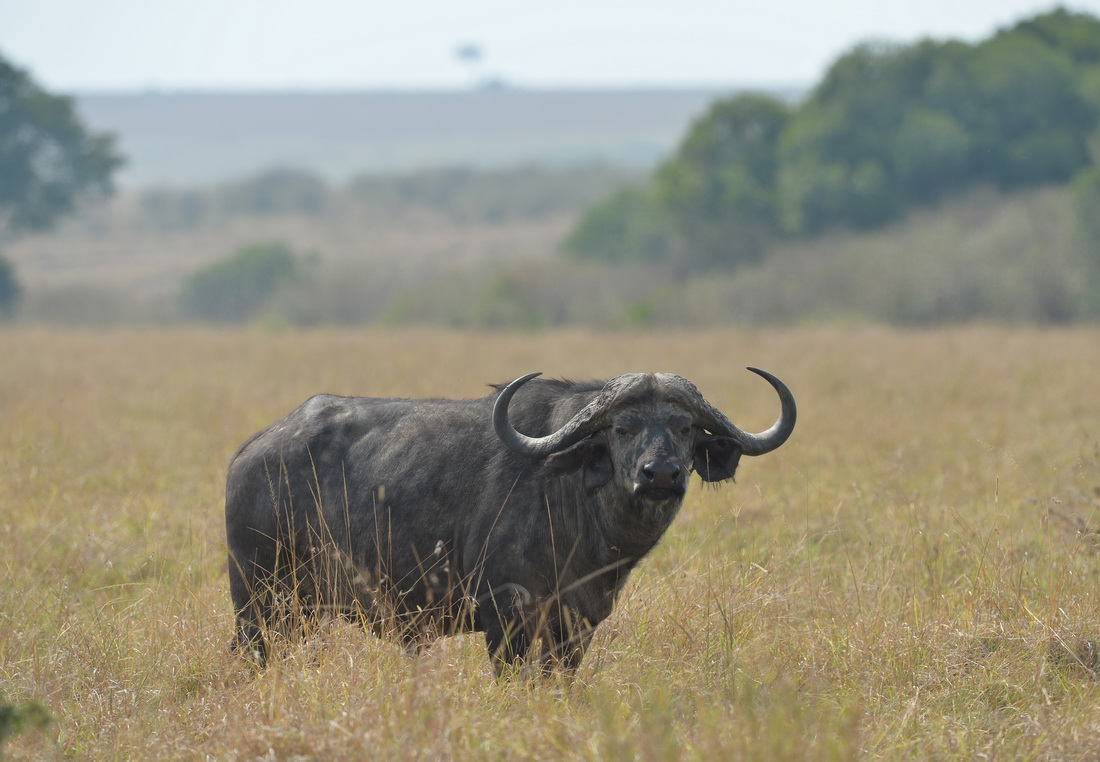这是8月31日在肯尼亚马赛马拉国家保护区拍摄的水牛。