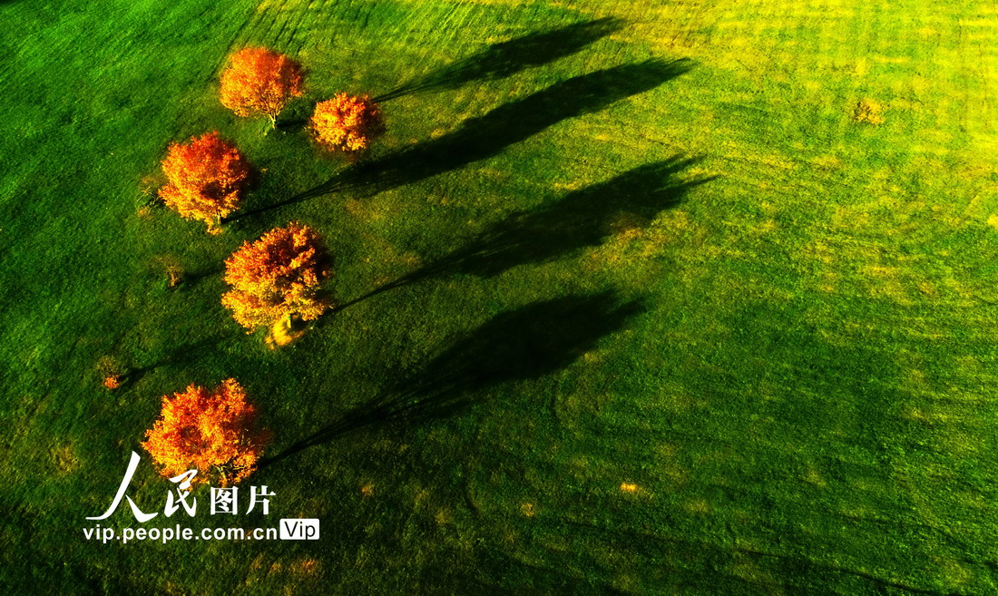 9月2日，無人機拍攝的菖蒲大草原美麗秋景。