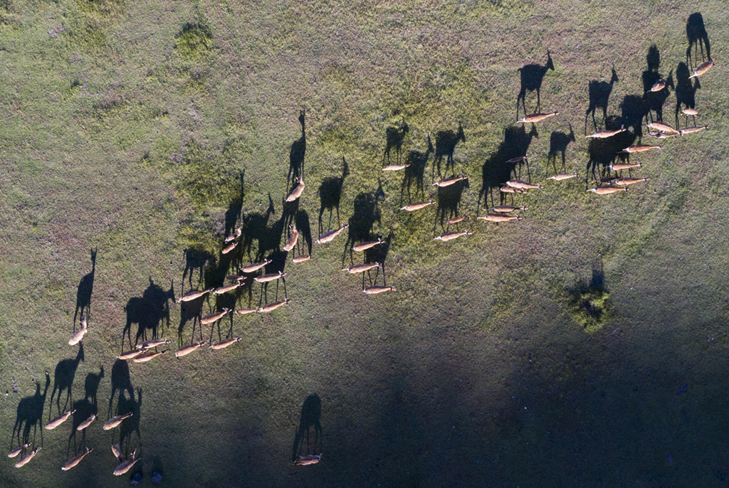 五大連池世界地質公園臥虎山腳的鹿群（8月31日攝，無人機照片）。 新華社記者 謝劍飛 攝