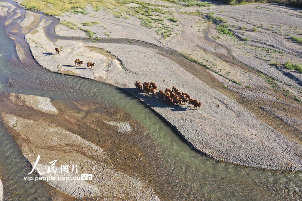 新疆博州：遷徙中的駱群