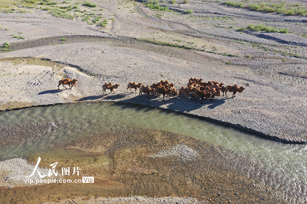 新疆博州：遷徙中的駱群【2】