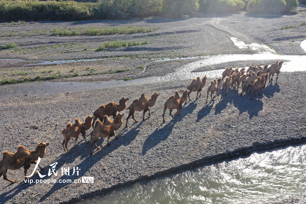 新疆博州：遷徙中的駱群【3】