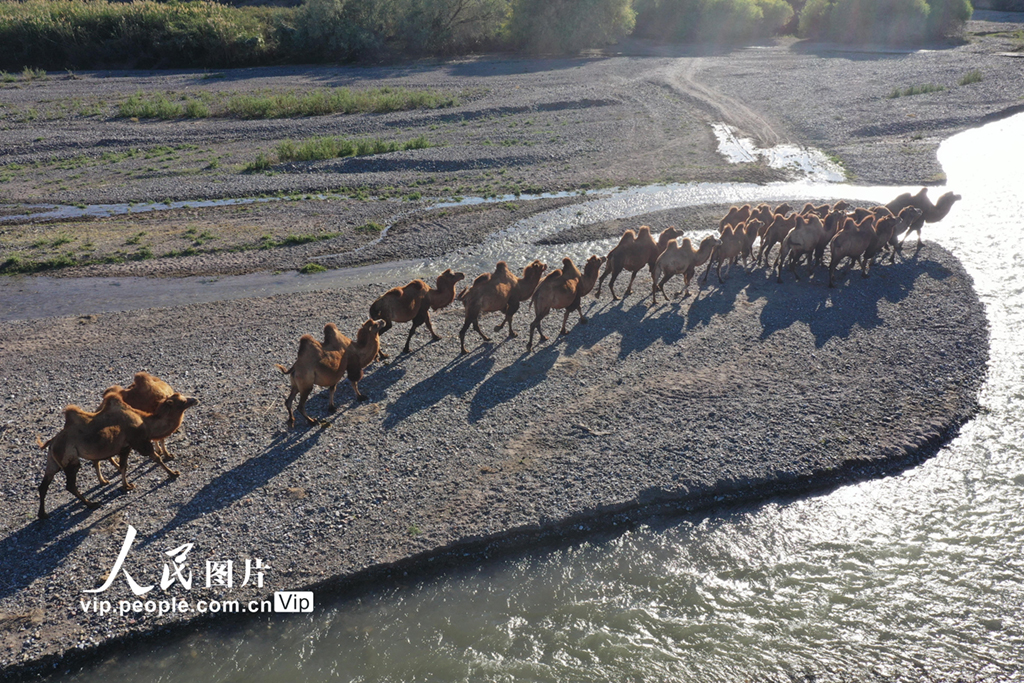 新疆博州：遷徙中的駱群【4】