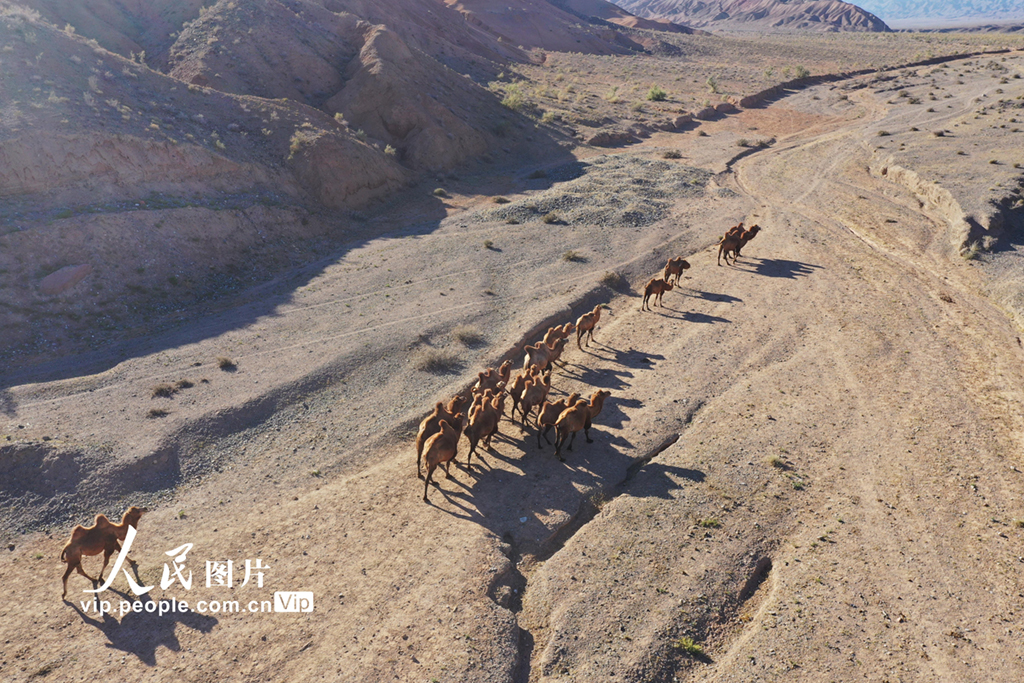 新疆博州：遷徙中的駱群【6】