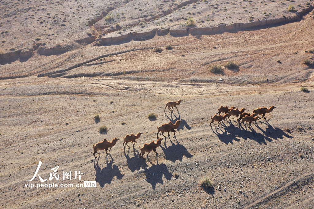 新疆博州：遷徙中的駱群【8】