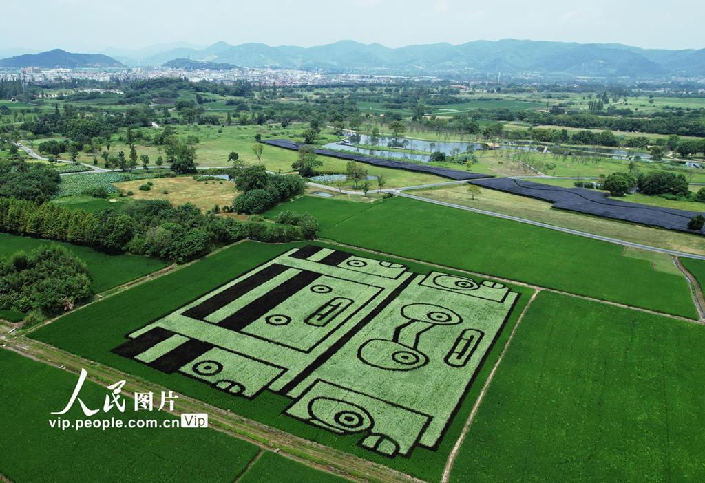 杭州：稻田畫再現千年古文明