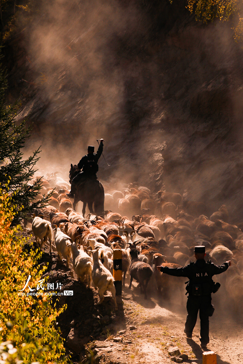 新疆阿勒泰：民警化身“牧羊人”守護千年牧道【7】