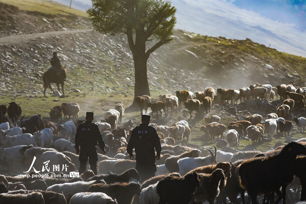 新疆阿勒泰：民警化身“牧羊人”守護千年牧道【3】