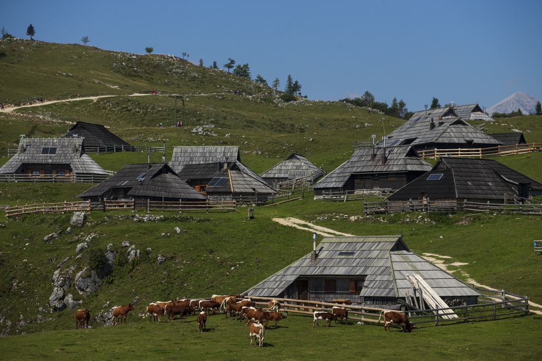 這是9月8日在斯洛文尼亞維利卡普拉尼那高地牧民定居點拍攝的傳統木屋和奶牛。