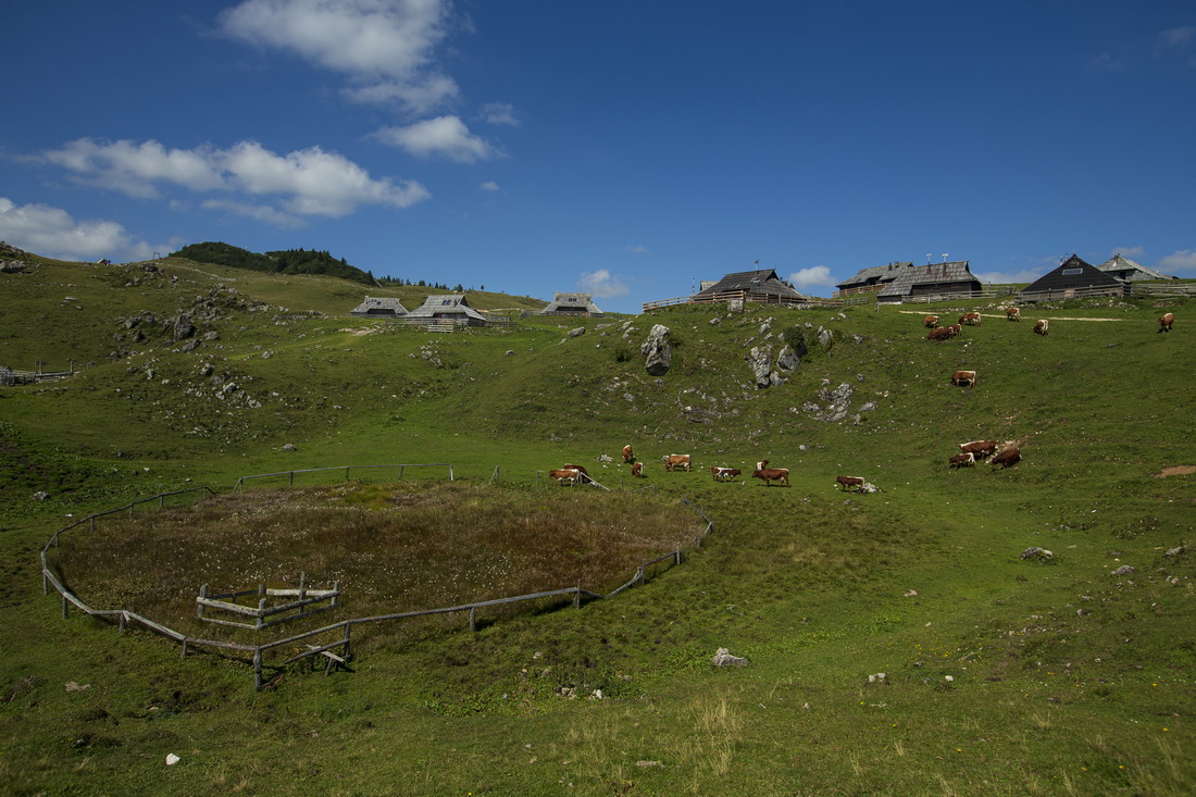 這是9月8日在斯洛文尼亞維利卡普拉尼那高地牧民定居點拍攝的傳統木屋和奶牛。