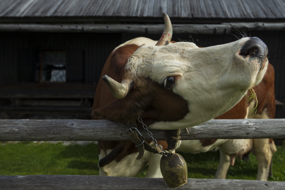 這是9月8日在斯洛文尼亞維利卡普拉尼那高地拍攝的牧民家中飼養的奶牛。