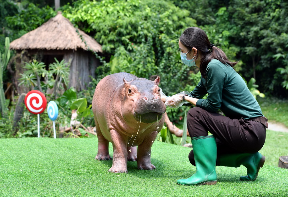 9月9日，廣州長隆野生動物世界的河馬菲菲在自己的兩歲生日會上。