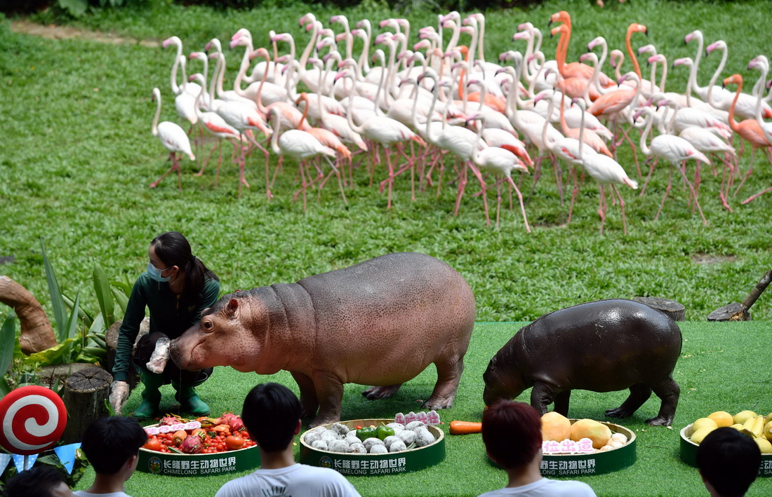 9月9日，廣州長隆野生動物世界的河馬菲菲（左）在生日會上享受美食。