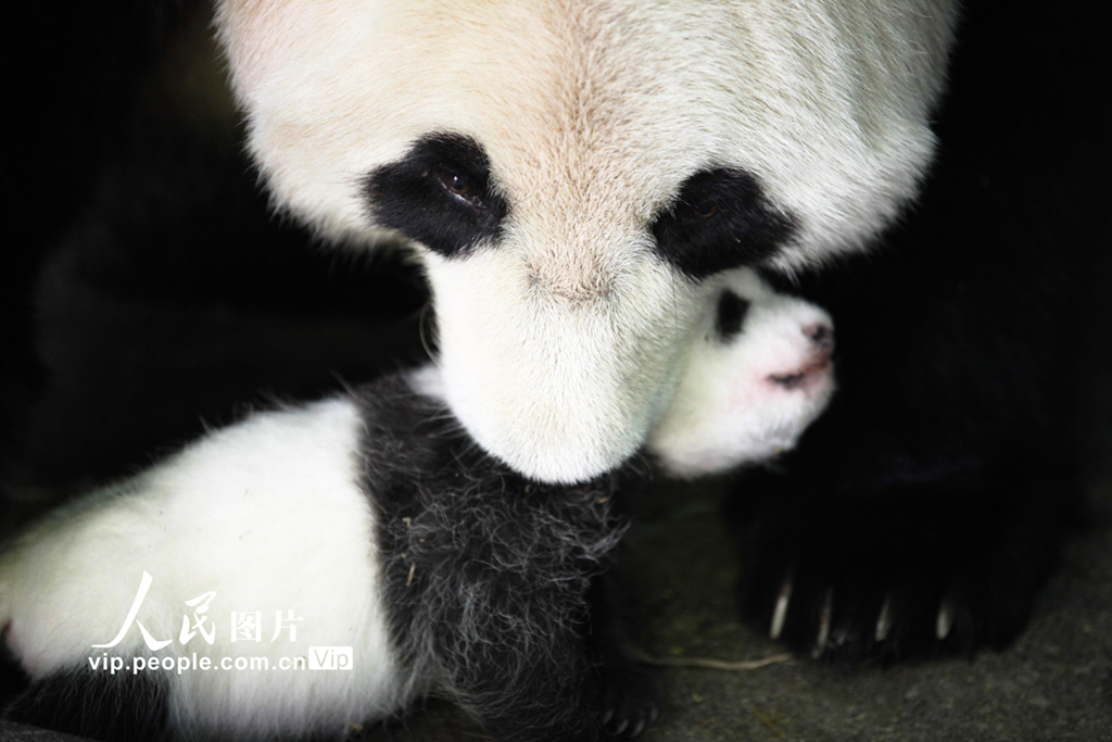 四川臥龍：熊貓幼崽茁壯成長