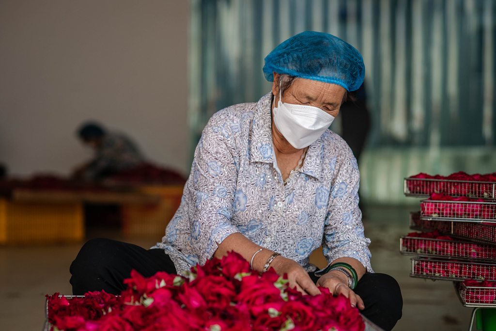 9月9日，在雲南省彌勒市工業園區，雲南花能量食品有限公司的工人在分揀鮮食玫瑰。