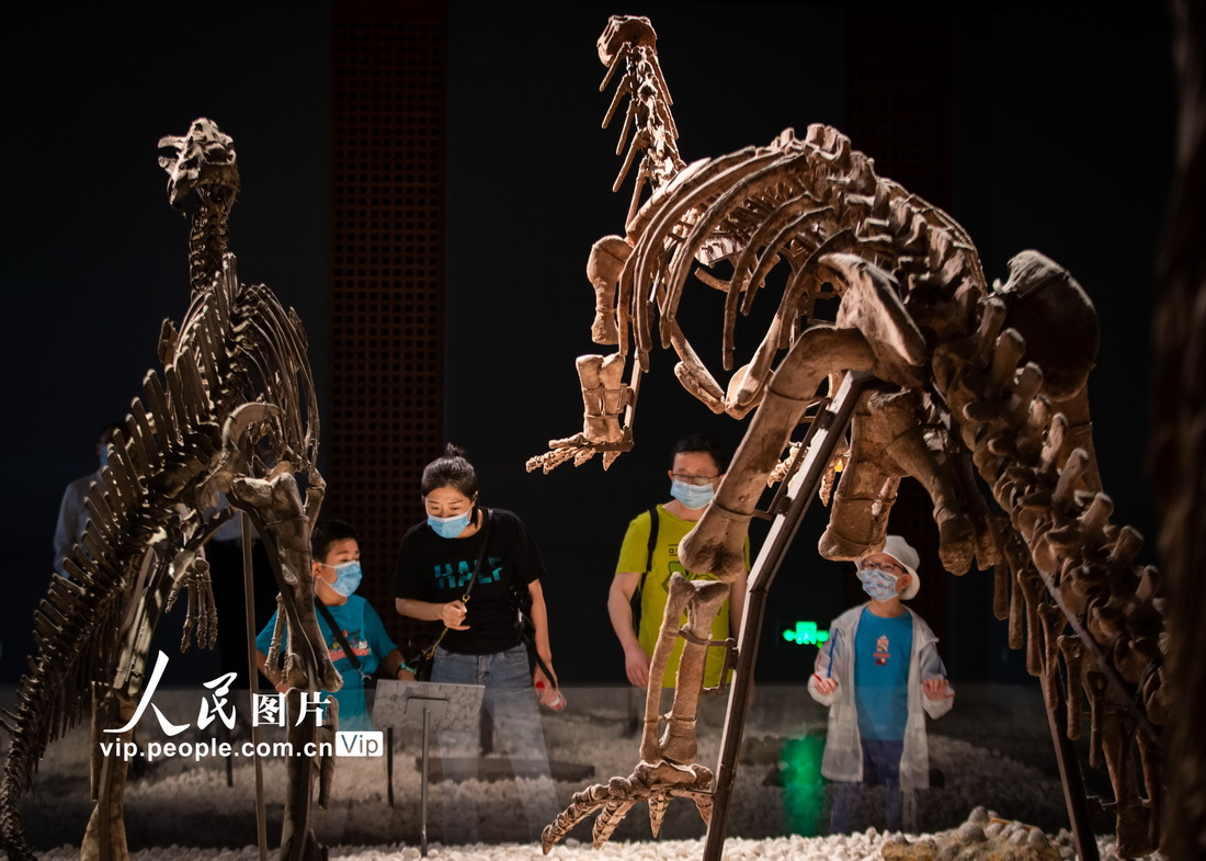 2021年9月12日，家长带着孩子在南京博物院观看展出的恐龙化石。
