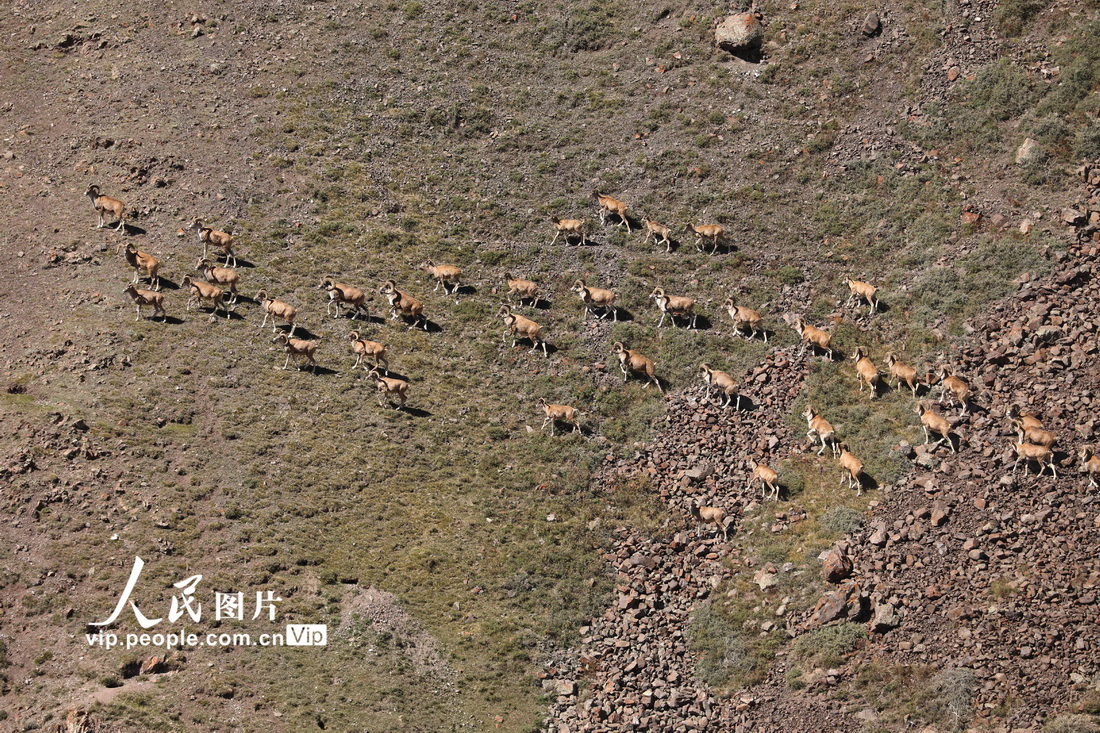 新疆雙河：盤羊聚集