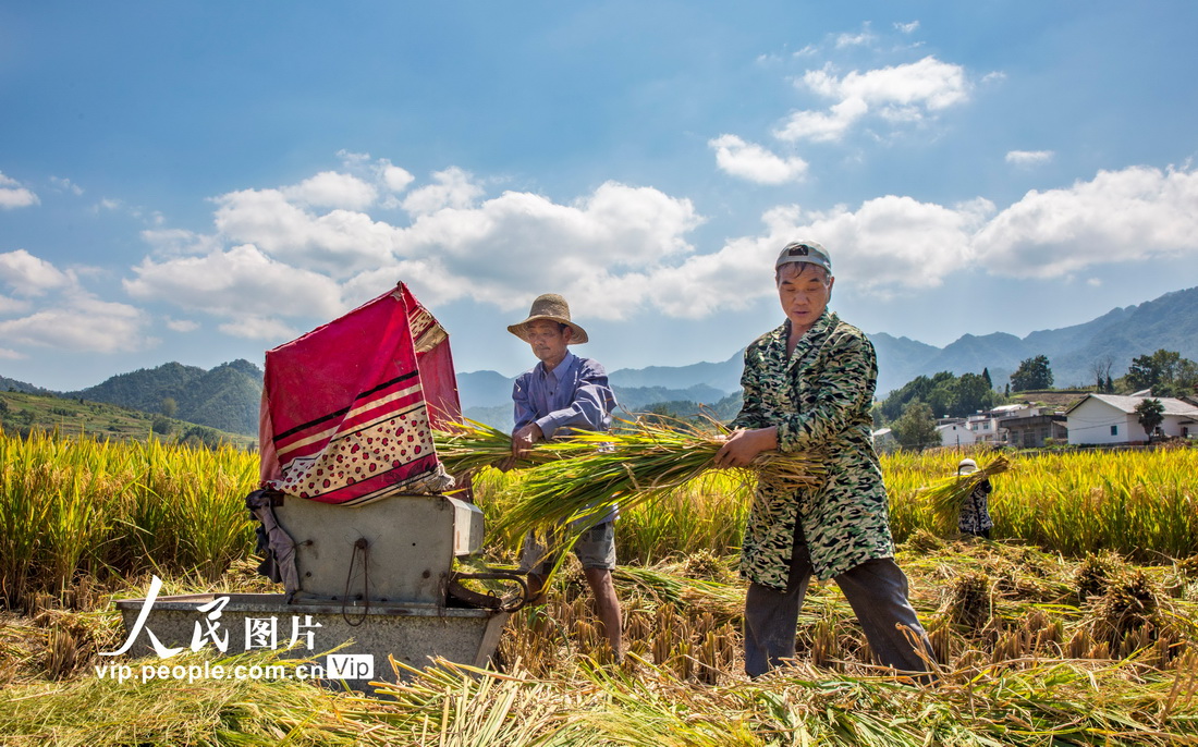2021年9月14日，竹溪縣中峰鎮狄裕溝村村民正在貢米田園收割稻谷。