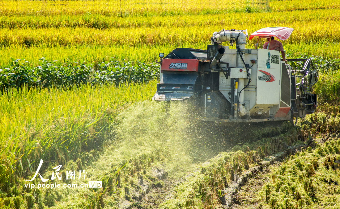 2021年9月14日，收割機正在竹溪縣中峰鎮狄裕溝村貢米田園收割稻谷。