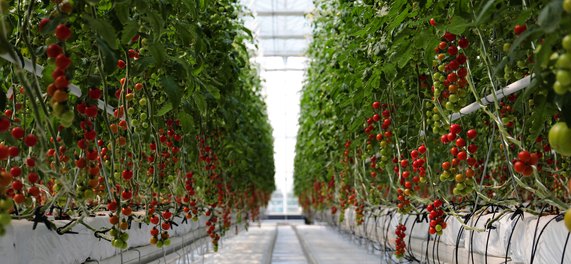 寿光市蔬菜小镇温室番茄栽培。