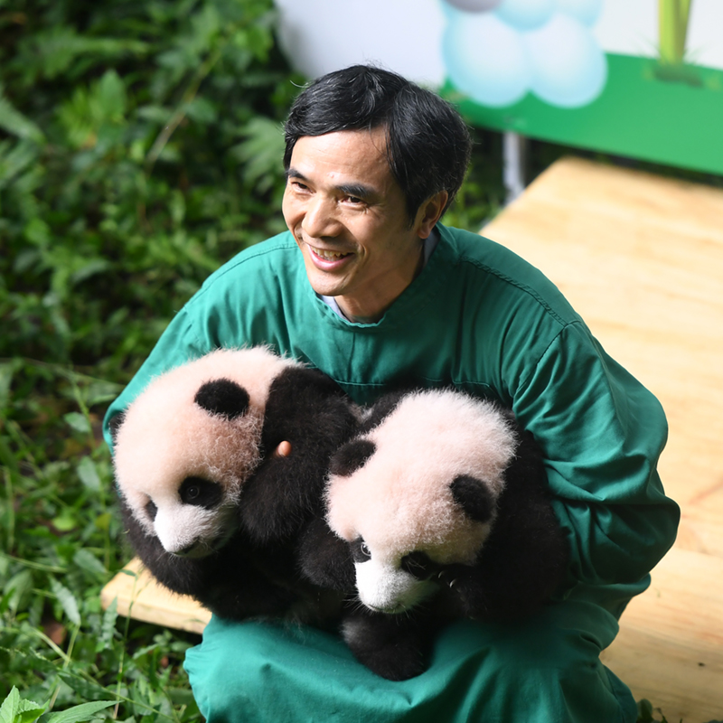 9月17日，首次戶外亮相的大熊貓雙胞胎與飼養員合影。