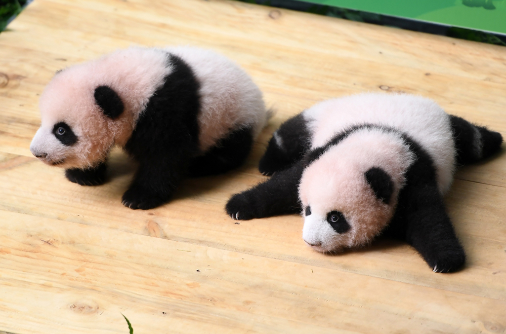 9月17日，大熊貓雙胞胎在滿百天征名活動上。