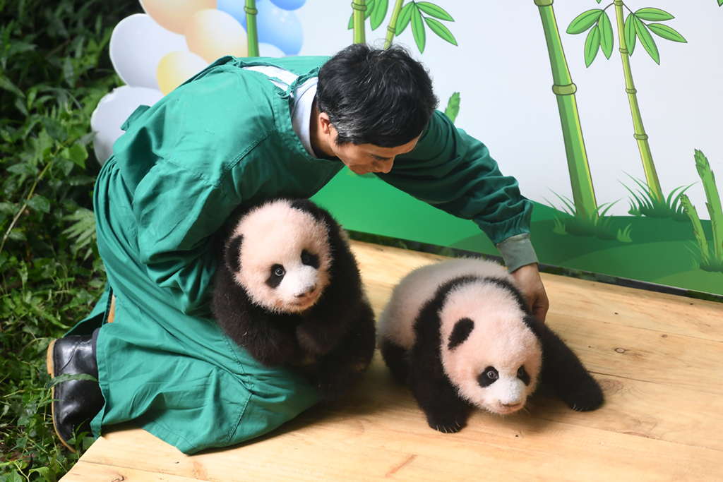 9月17日，首次戶外亮相的大熊貓雙胞胎與飼養員互動。